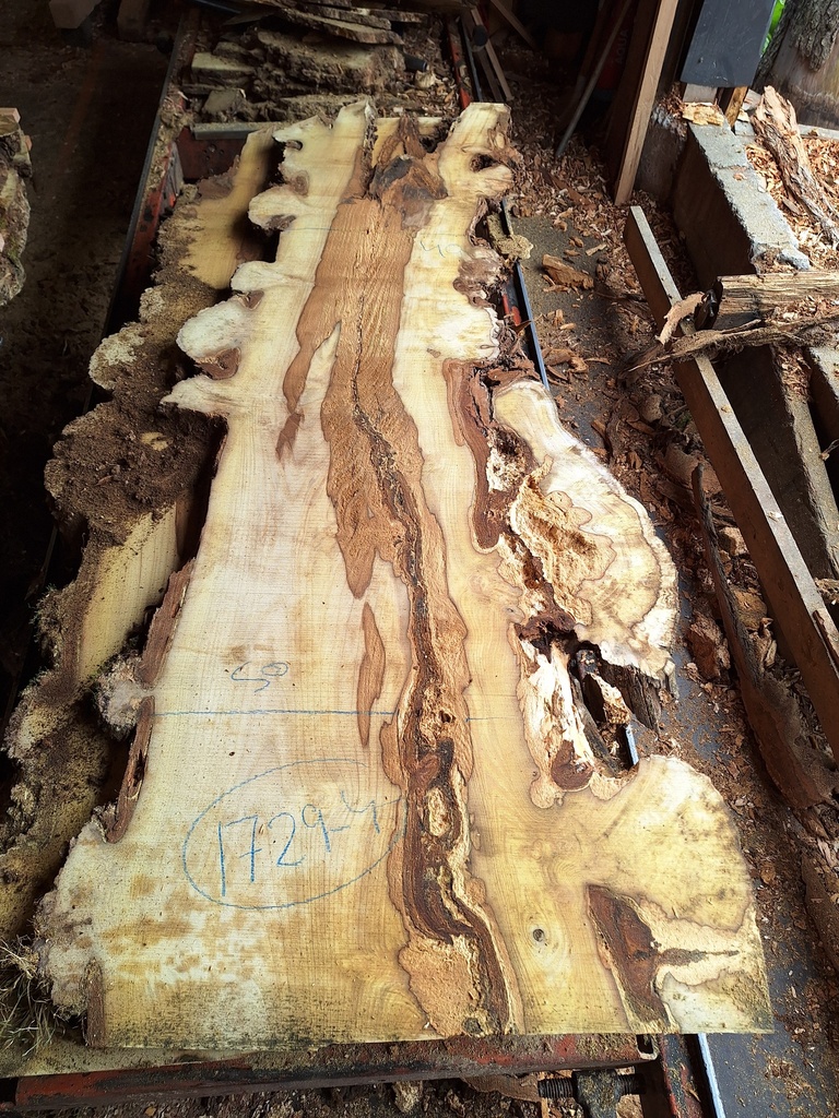 Plateau Robinier 43 x 400-500 x 2010 mm de la boule 1729 - 4