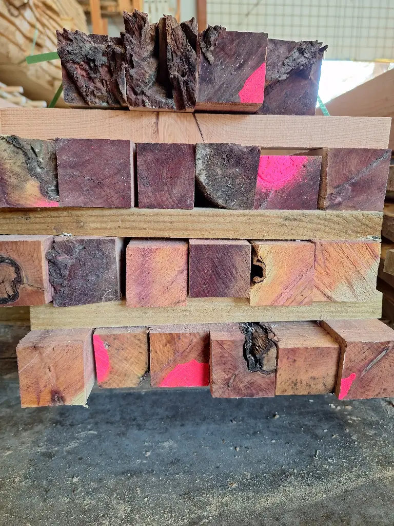 [CAR-IFF-45x600] Carrelet d'If (Taxus baccata) 45x45mm (60 cm)