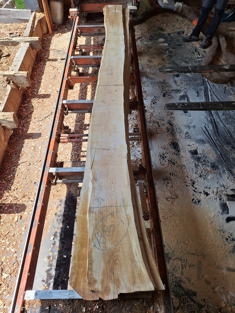 Plateau Bouleau 43 x 230-310 x 4100 mm de la boule 1880 - 1