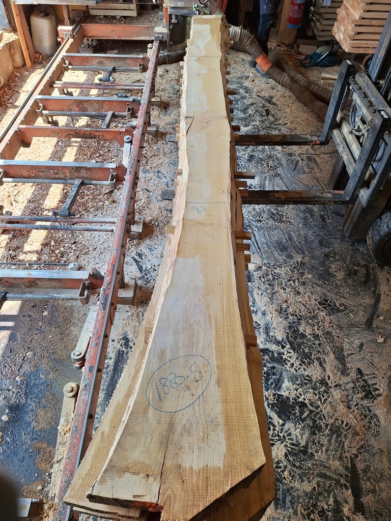 Plateau Bouleau 43 x 210-270 x 4100 mm de la boule 1880 - 5