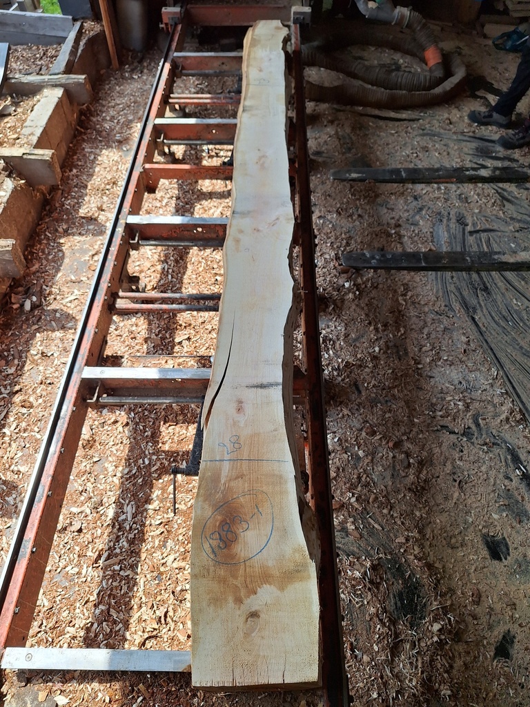 Plateau Bouleau 43 x 230-280 x 4090 mm de la boule 1883 - 1