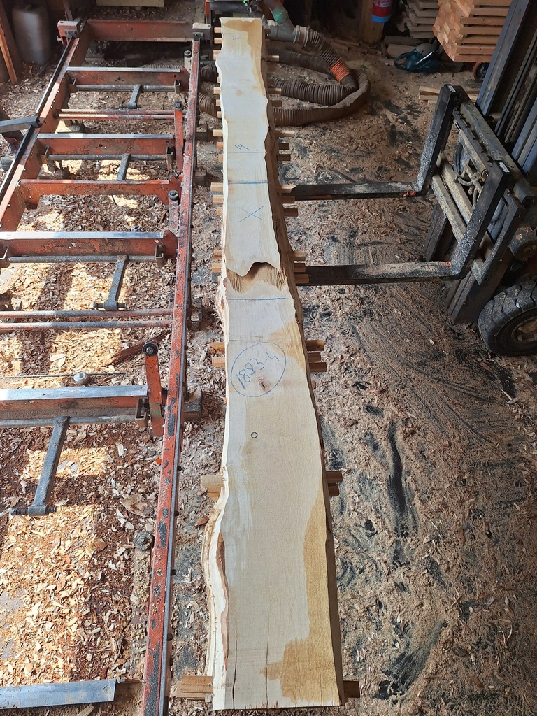 Plateau Bouleau 43 x 190-260 x 2100 mm de la boule 1883 - 4