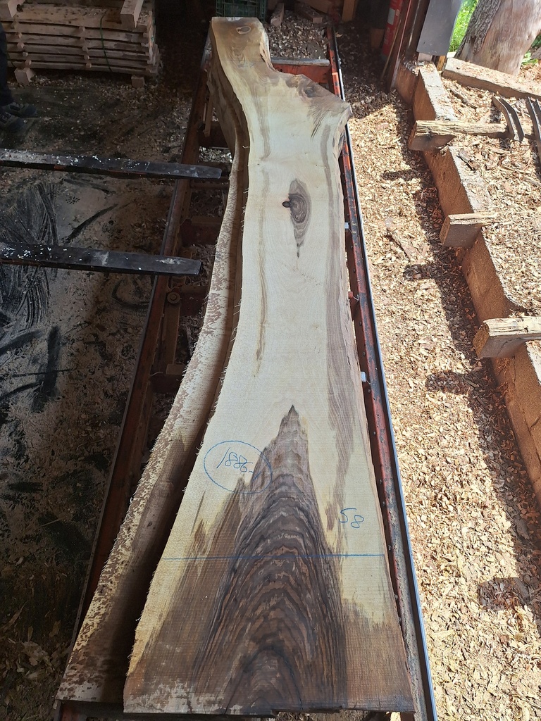 Plateau Noyer 53 x 270-580 x 3920 mm de la boule 1886 - 1