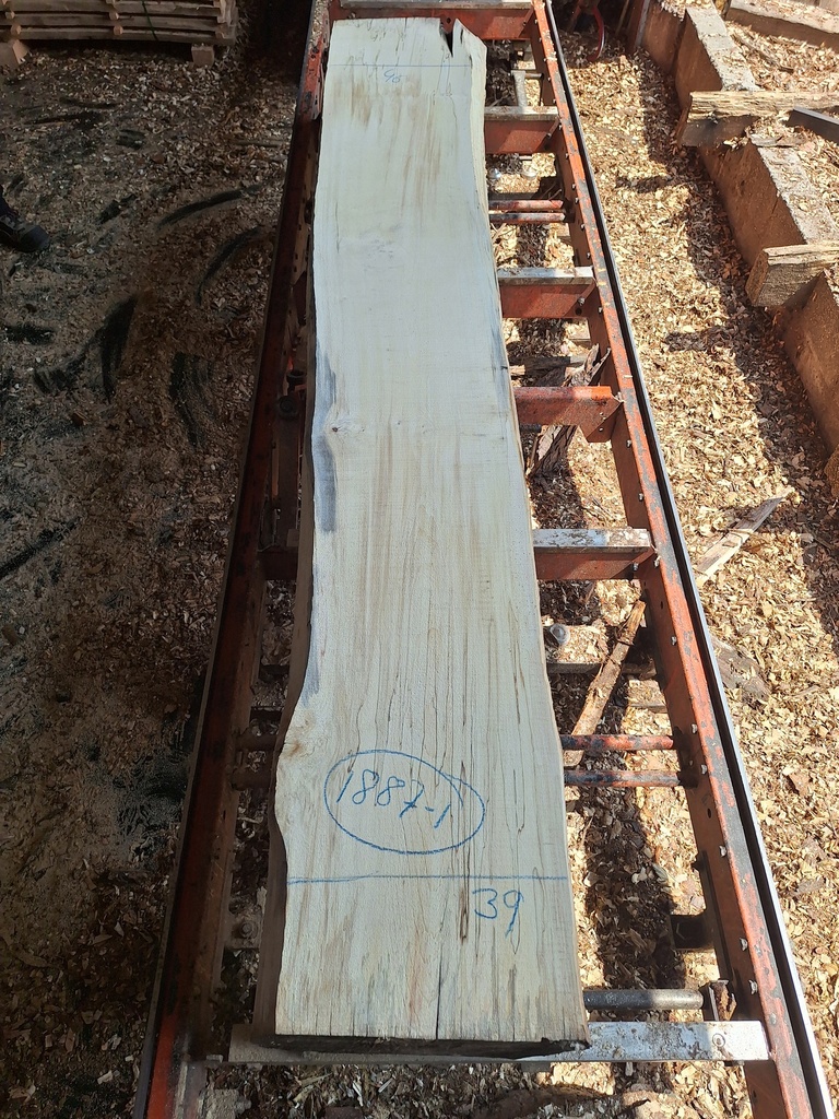 Plateau Marronnier 63 x 390-460 x 2950 mm de la boule 1887 - 1