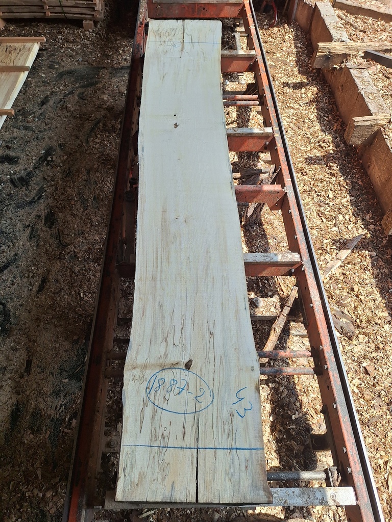 Plateau Marronnier 63 x 430-510 x 2950 mm de la boule 1887 - 2