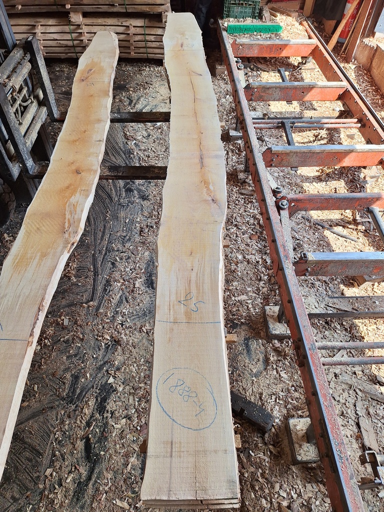 Plateau Bouleau 28 x 250-330 x 4070 mm de la boule 1888 - 4