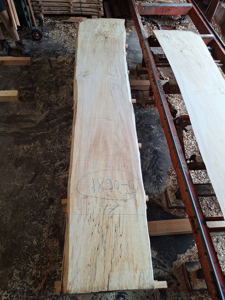 Plateau Marronnier 63 x 470-560 x 3020 mm de la boule 1890 - 5