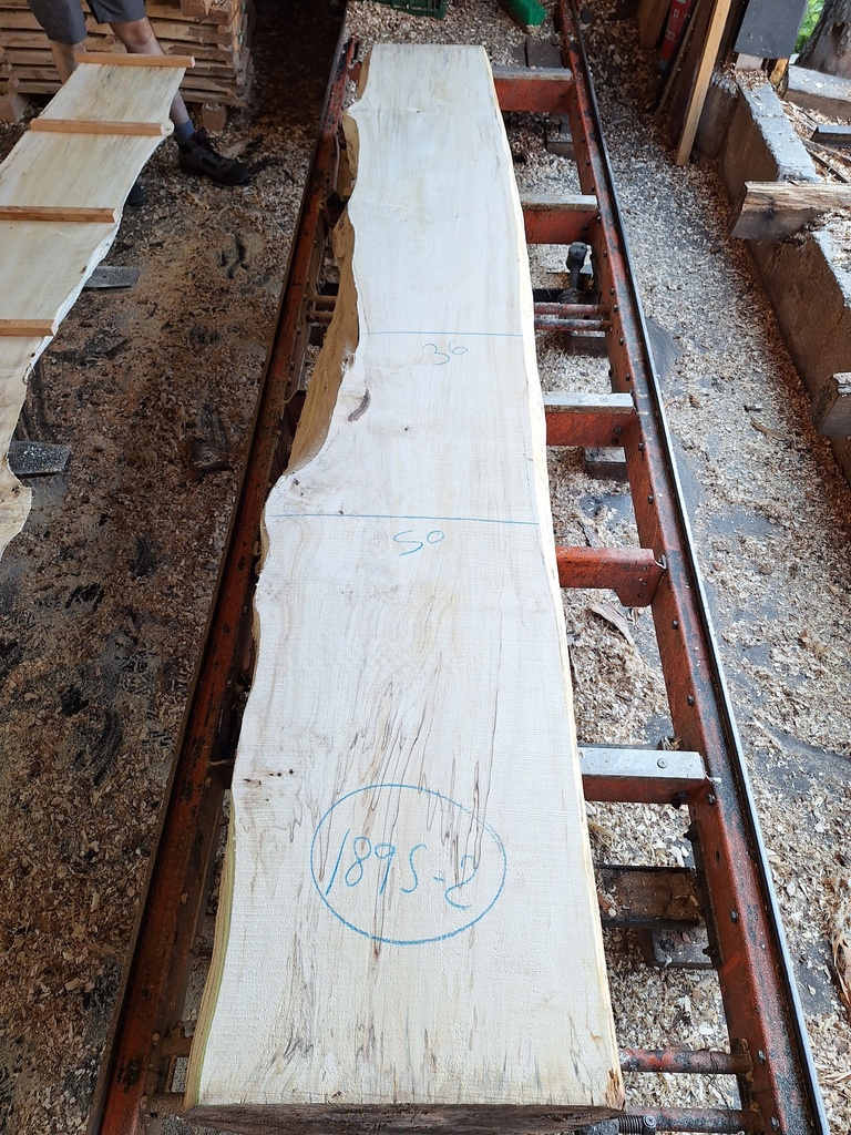 Plateau Marronnier 63 x 360-500 x 2960 mm de la boule 1895 - 2