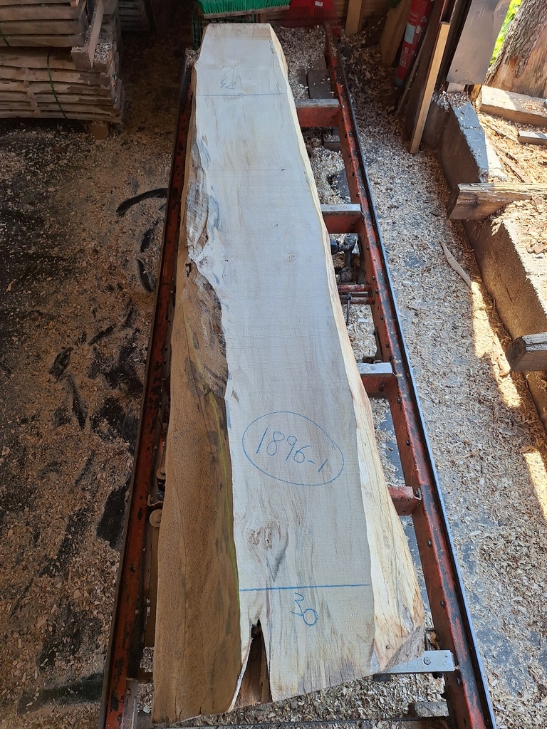 Plateau Marronnier 63 x 300-420 x 2990 mm de la boule 1896 - 1