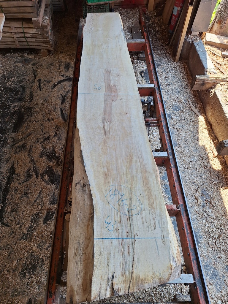 Plateau Marronnier 63 x 430-560 x 2990 mm de la boule 1896 - 2