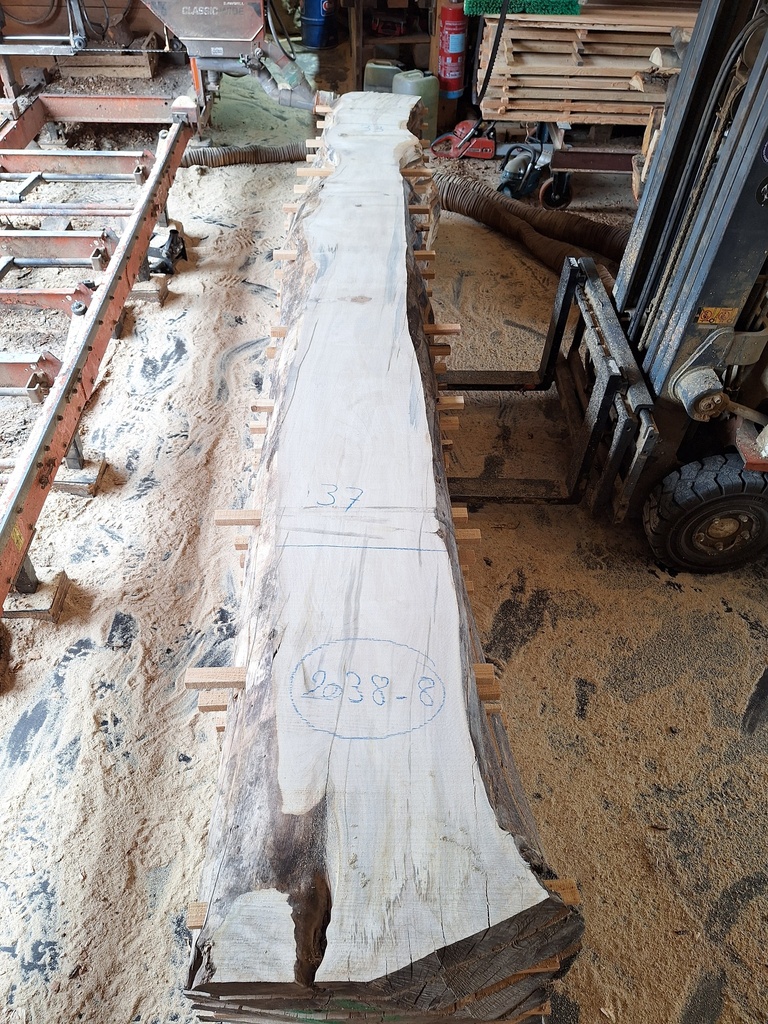 Plateau Marronnier 53 x 330-370 x 4100 mm de la boule 2038 - 8