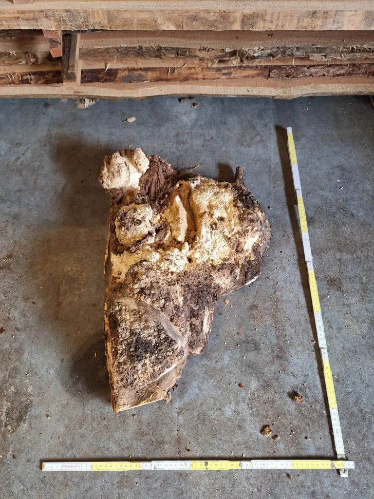 Loupes de robinier - Bloc - Grandes