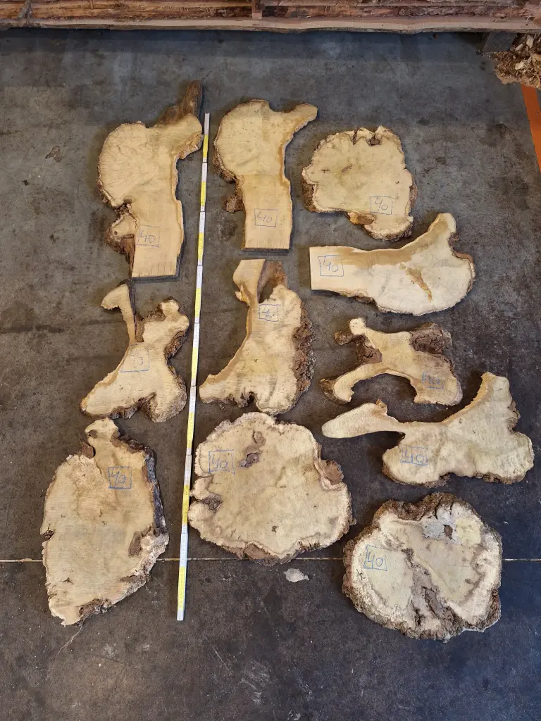 Planche de robinier loupé - medium