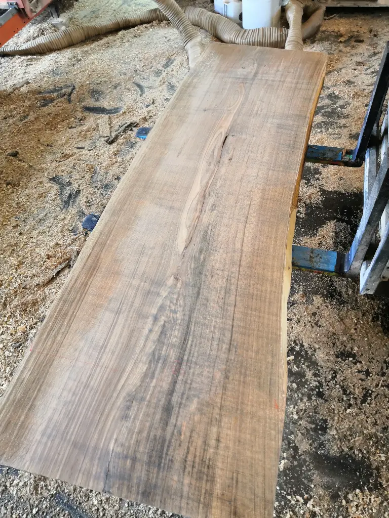 Boule Chêne Commun - 543