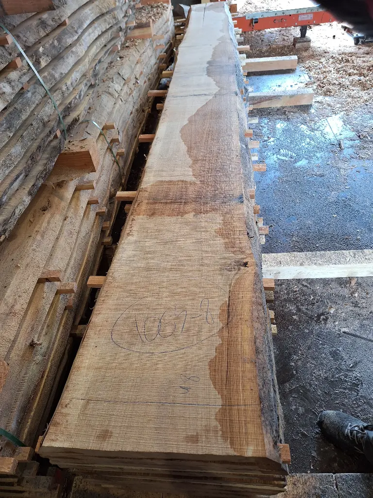 Boule Chêne Commun - 1065