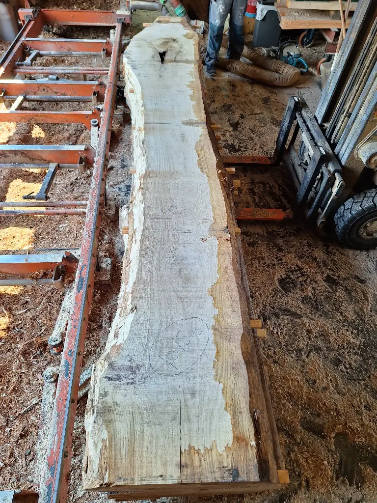 Boule Chêne Commun - 1075