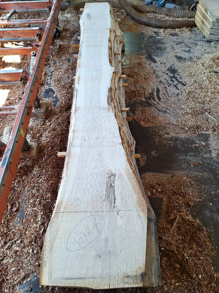 Boule Chêne Commun - 1078