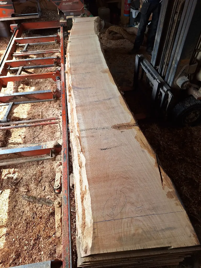 Boule Chêne Commun - 1080