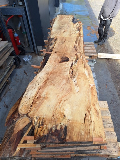 [PL-MAR-98-1] Plateau Marronnier 38 x 510-640 x 3450 mm de la boule 98 - 1