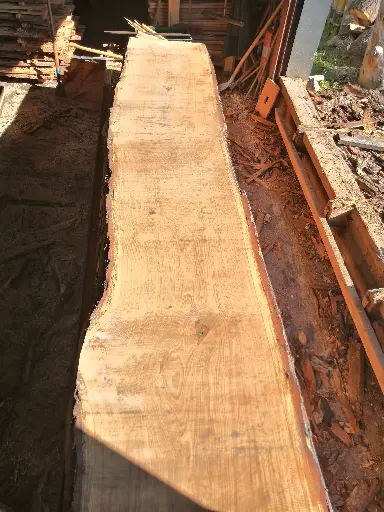 [BL-CHE-521] Boule Chêne Commun - 521