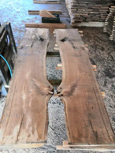 [BL-CHE-523] Boule Chêne Commun - 523