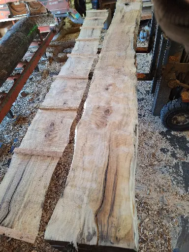 [BL-HET-980] Boule Hêtre - 980