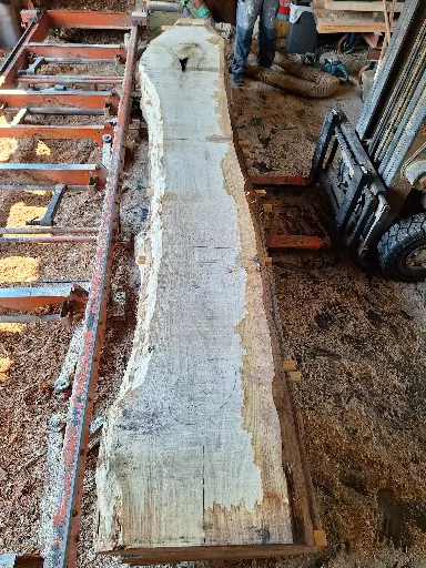 [BL-CHE-1075] Boule Chêne Commun - 1075