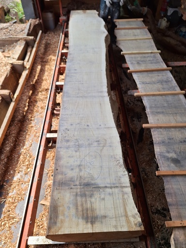 [PL-CHE-1075-2] Plateau Chêne Commun 63 x 540-640 x 4110 mm de la boule 1075 - 2