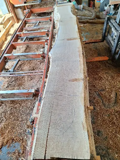 [BL-CHE-1077] Boule Chêne Commun - 1077