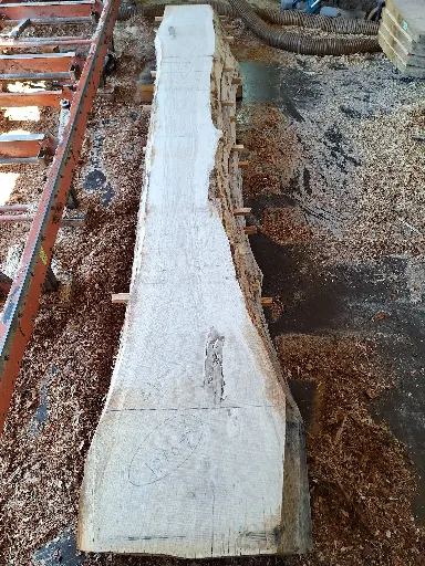 [BL-CHE-1078] Boule Chêne Commun - 1078