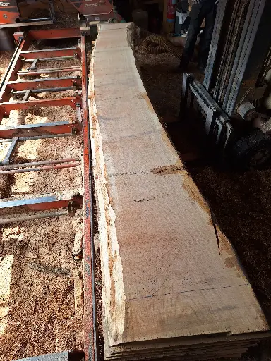 [BL-CHE-1080] Boule Chêne Commun - 1080